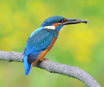 IJsvogel - Common Kingfisher