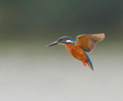 IJsvogel - Common Kingfisher