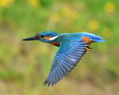 IJsvogel - Common Kingfisher
