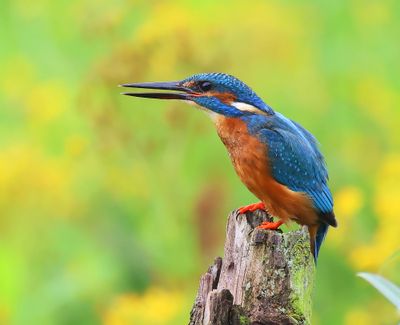 IJsvogel - Common Kingfisher