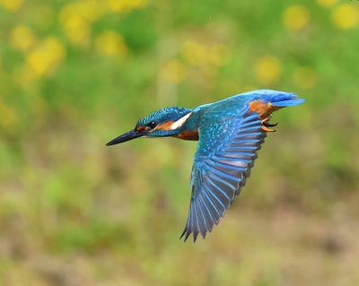 IJsvogel - Common Kingfisher