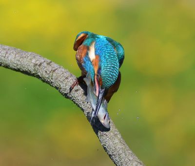 IJsvogel - Common Kingfisher