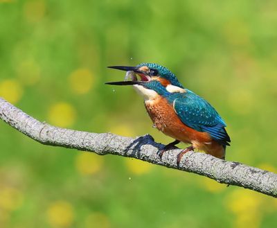 IJsvogel - Common Kingfisher