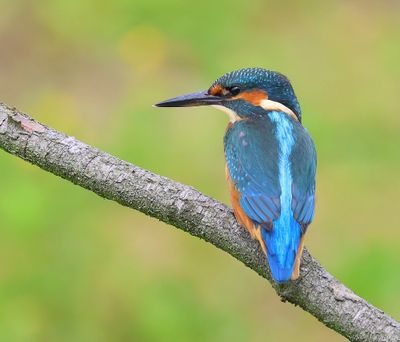 IJsvogel - Common Kingfisher