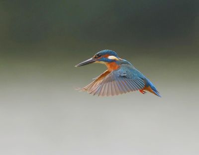 IJsvogel - Common Kingfisher