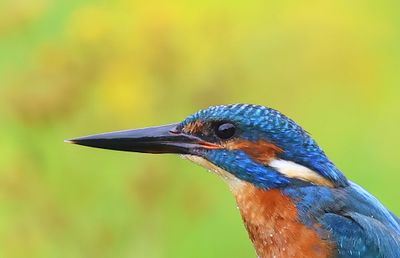 IJsvogel - Common Kingfisher