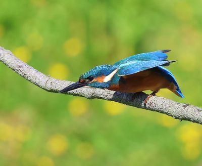 IJsvogel - Common Kingfisher