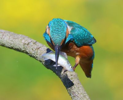 IJsvogel - Common Kingfisher