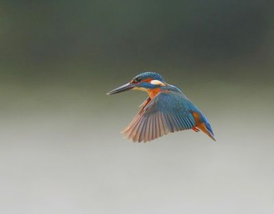IJsvogel - Common Kingfisher
