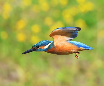 IJsvogel - Common Kingfisher