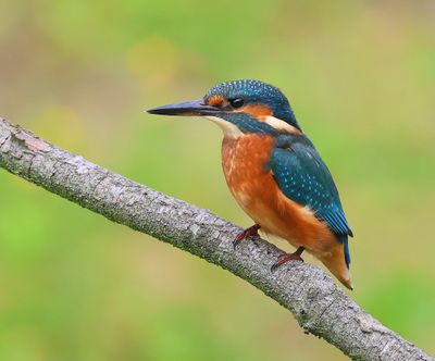 IJsvogel - Common Kingfisher