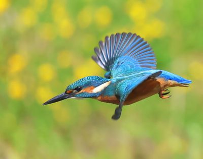 IJsvogel - Common Kingfisher