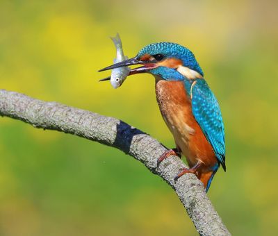 IJsvogel - Common Kingfisher