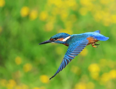 IJsvogel - Common Kingfisher