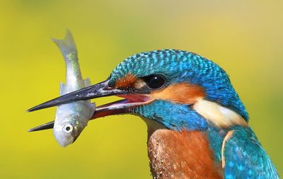 IJsvogel - Common Kingfisher