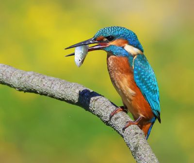 IJsvogel - Common Kingfisher
