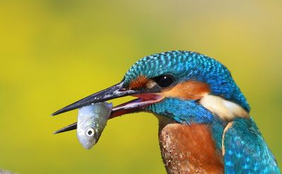 IJsvogel - Common Kingfisher
