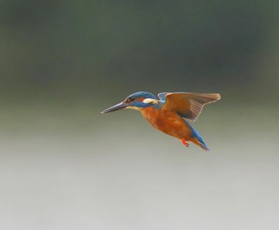 IJsvogel - Common Kingfisher