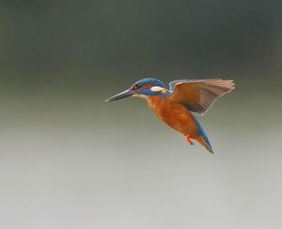IJsvogel - Common Kingfisher