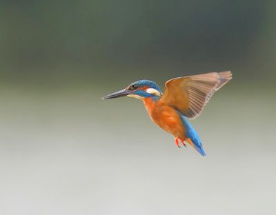 IJsvogel - Common Kingfisher