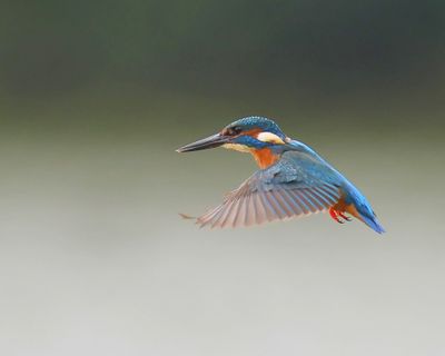 IJsvogel - Common Kingfisher
