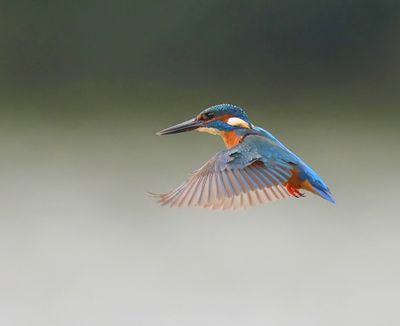 IJsvogel - Common Kingfisher
