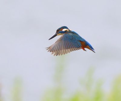 IJsvogel - Common Kingfisher