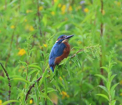 IJsvogel - Common Kingfisher