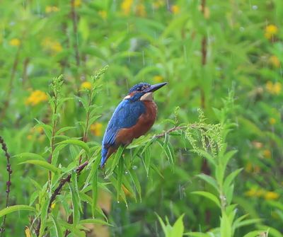 IJsvogel - Common Kingfisher