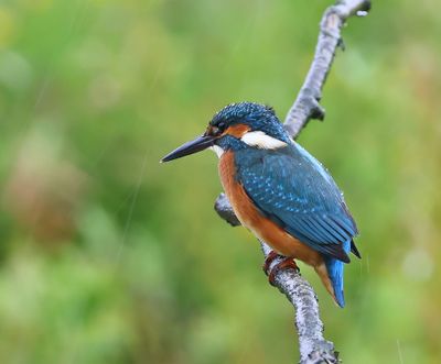 IJsvogel - Common Kingfisher