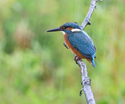 IJsvogel - Common Kingfisher