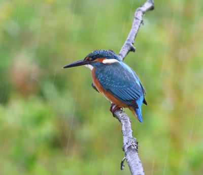 IJsvogel - Common Kingfisher