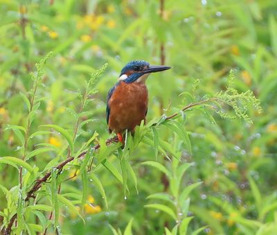 IJsvogel - Common Kingfisher