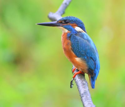 IJsvogel - Common Kingfisher