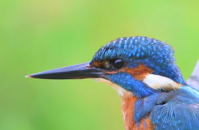 IJsvogel - Common Kingfisher