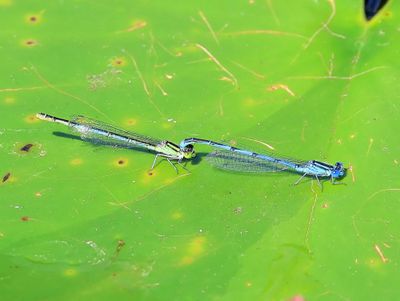 Kanaaljuffer - Goblet-marked Damselfly