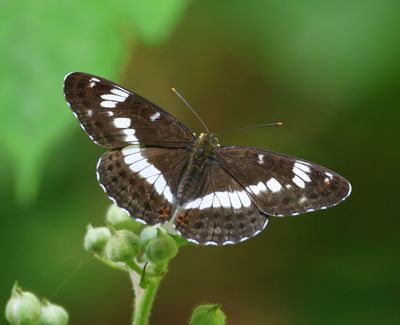 Kleine IJsvogelvlinder - White Admiral