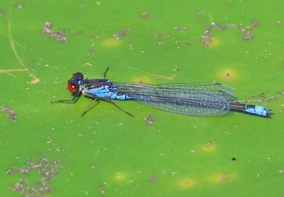 Kleine Roodoogjuffer - Smal Red-eyed Damselfly