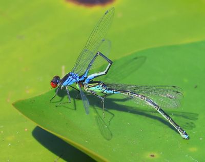 Kleine Roodoogjuffer - Small Red-eyed Damselfly