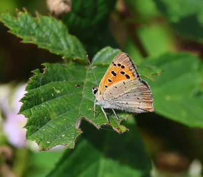 Kleine Vuurvlinder - Small Copper