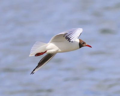 Kokmeeuw - Black-headed Gull