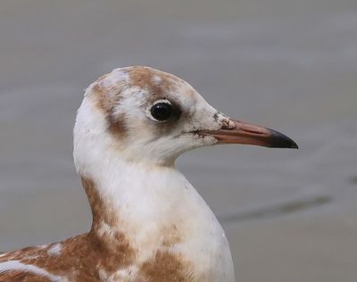 Kokmeeuw - Black-headed Gull