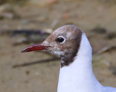 Kokmeeuw - Black-headed Gull