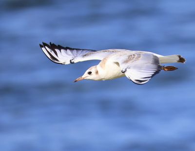 Kokmeeuw - Black-headed Gull