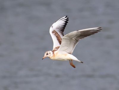 Kokmeeuw - Black-headed Gull
