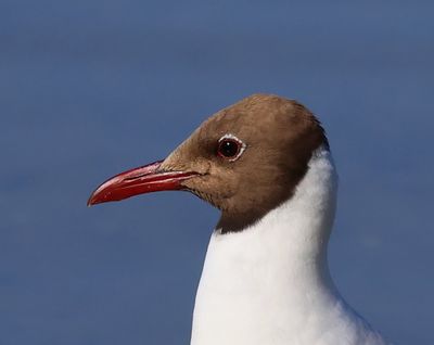 Kokmeeuw - Black-headed Gull