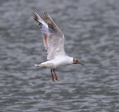 Kokmeeuw - Black-headed Gull