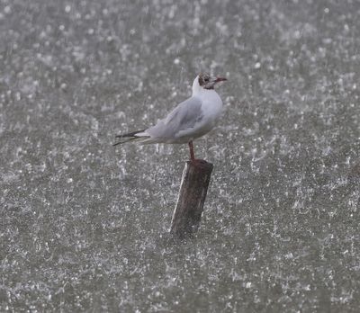 Kokmeeuw - Black-headed Gull