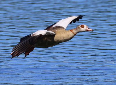 Nijlgans - Egyptian Goose