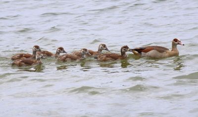 Nijlganzen - Egyptian Geese